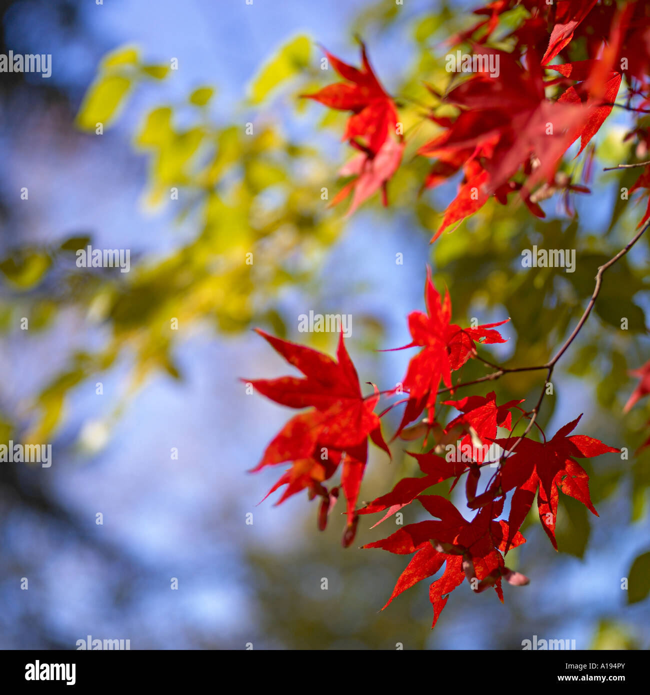 Red maple foliage against blue sky Stock Photo - Alamy