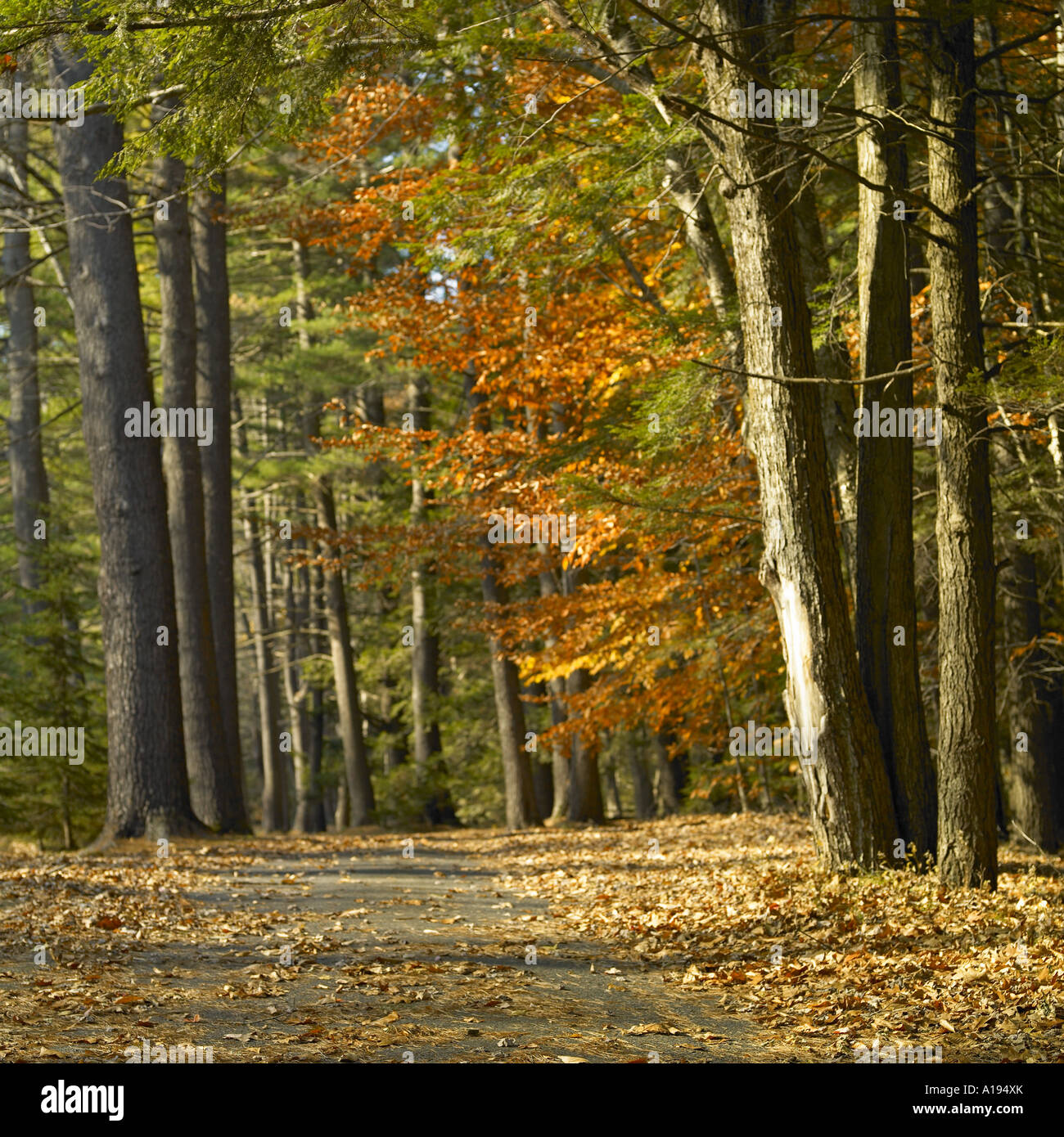 Alley way with trees hi-res stock photography and images - Alamy