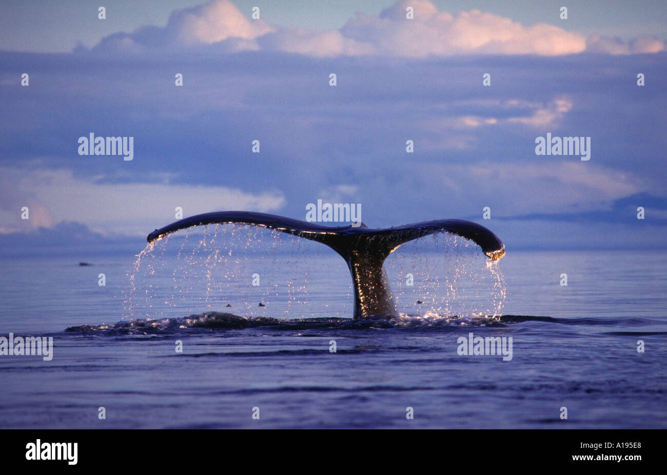 Above water whale wildlife hi-res stock photography and images - Alamy