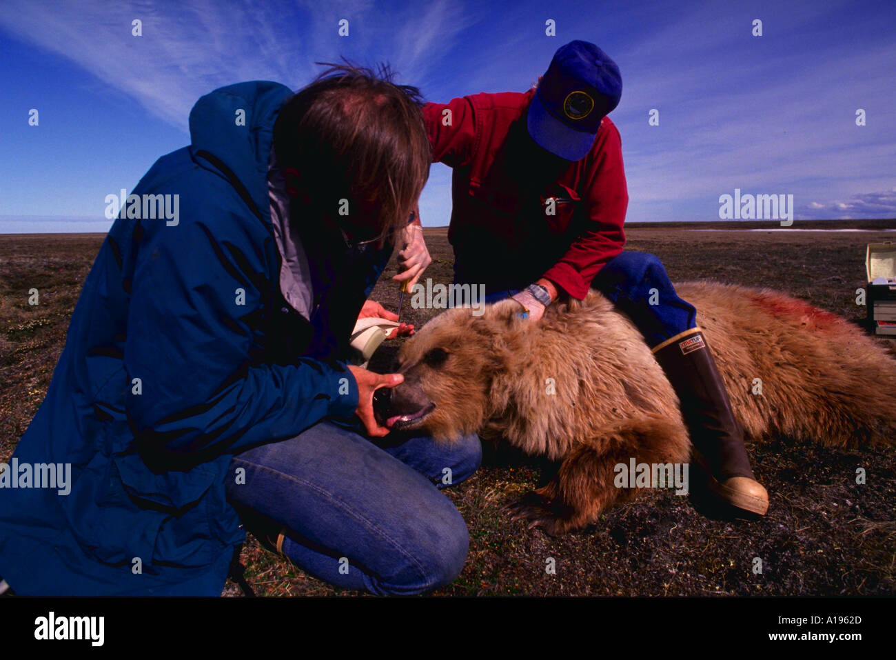 Bear tracker radio High Resolution Stock Photography and Images Alamy