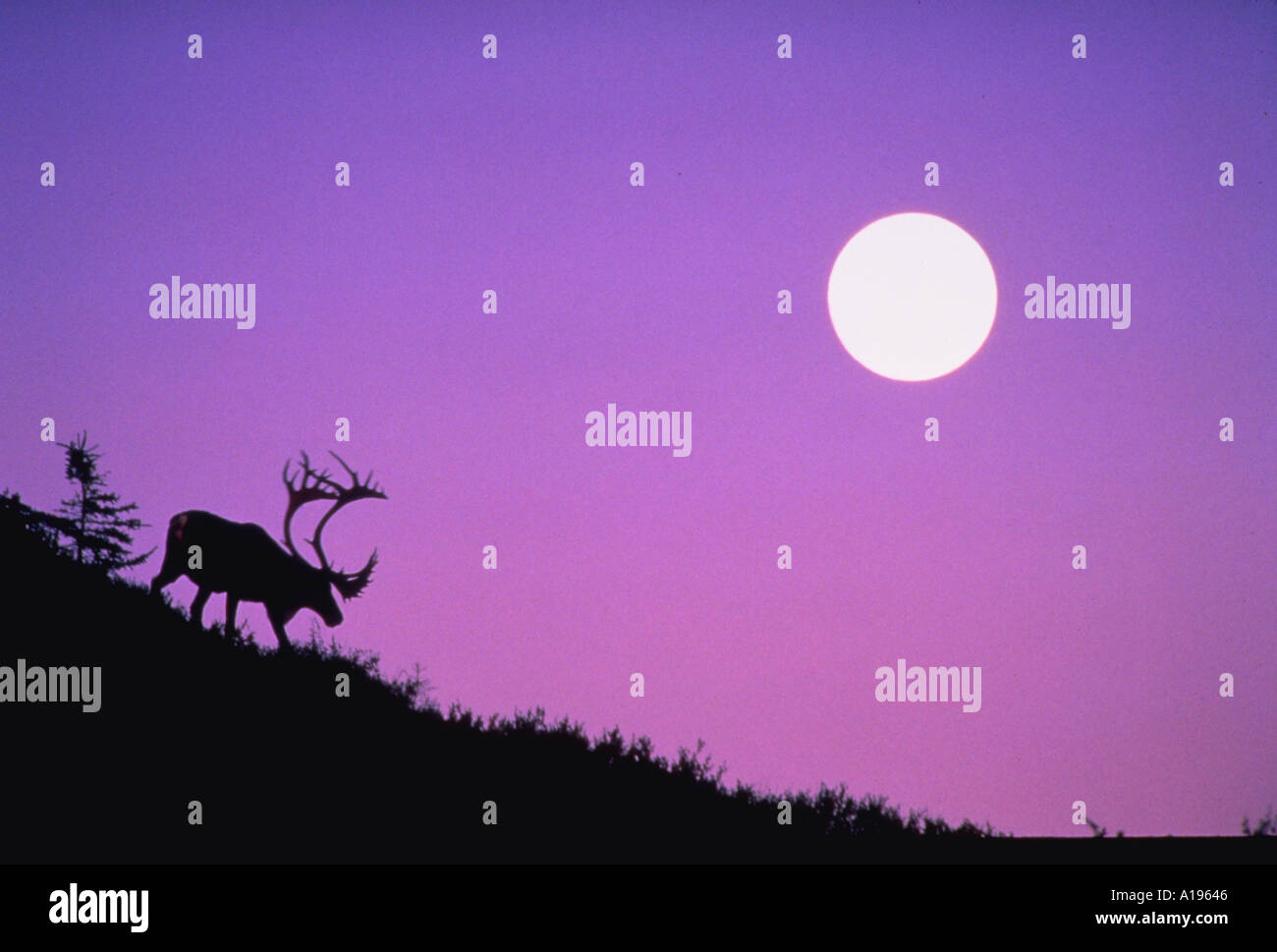 Silhouette of caribou at dusk with full moon Stock Photo