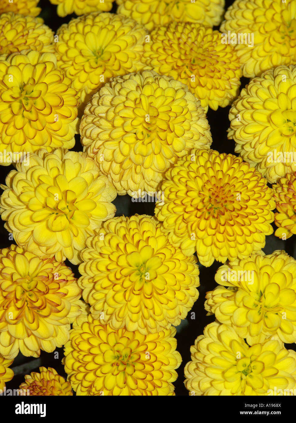 Cluster of bright yellow marigold flowers with orange frilled edges to their decorative petals Stock Photo