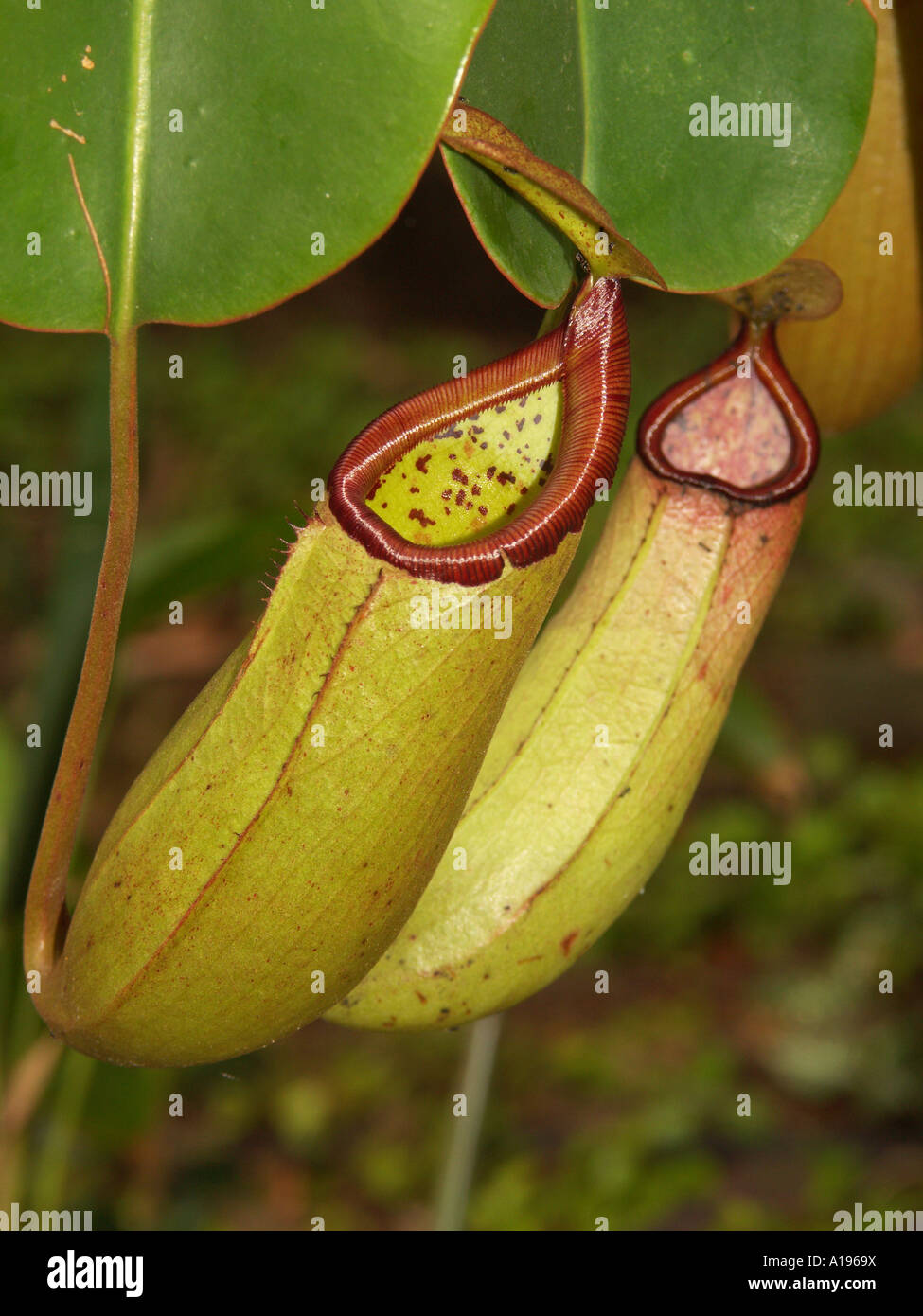 Large pitchers of carnivorous plant - Nepenthes species - hanging from a tree and showing opening into which its prey fall Stock Photo