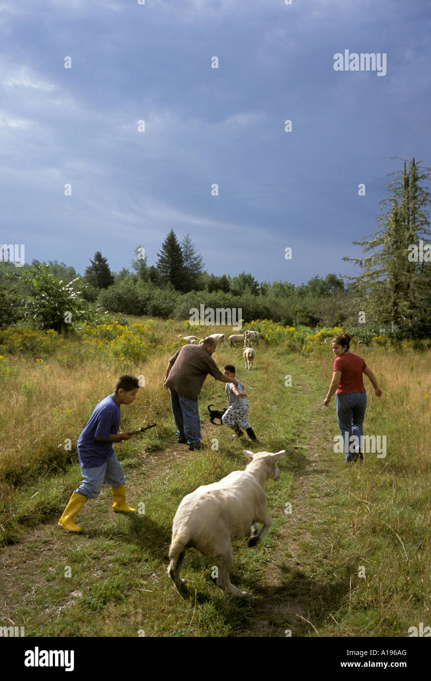 Stock image of immigrant farm family with running sheep Stock Photo