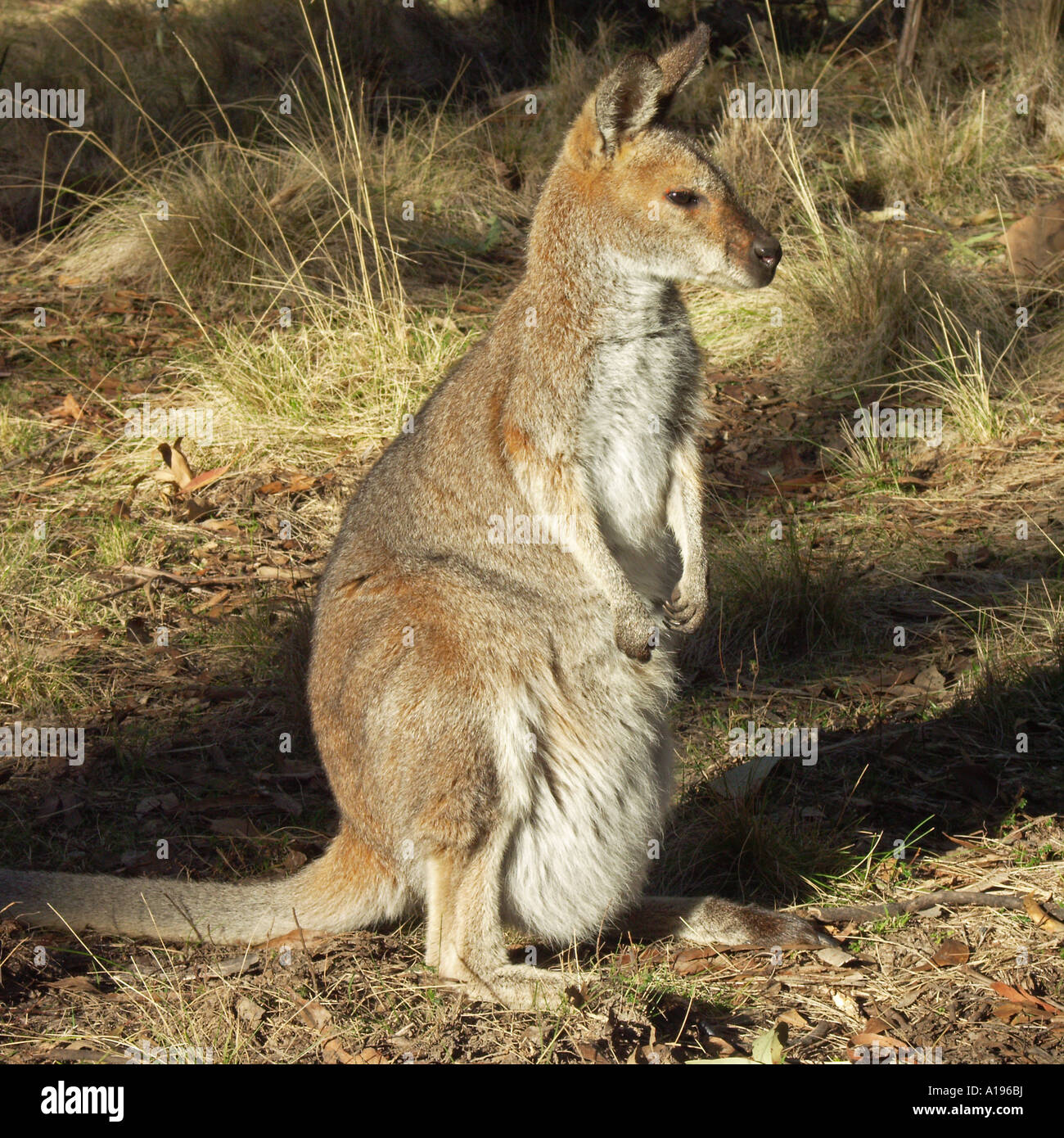 An Australian red necked wallaby with a young joey in her pouch in the wild among the forests of a wilderness national park Stock Photo