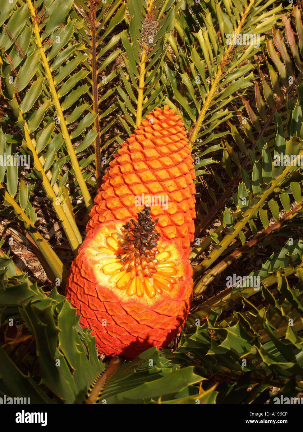 Bright orange fruit and seeds of a zamia palm Zamia encephalatos ferox among the plants emerald green foliage Stock Photo