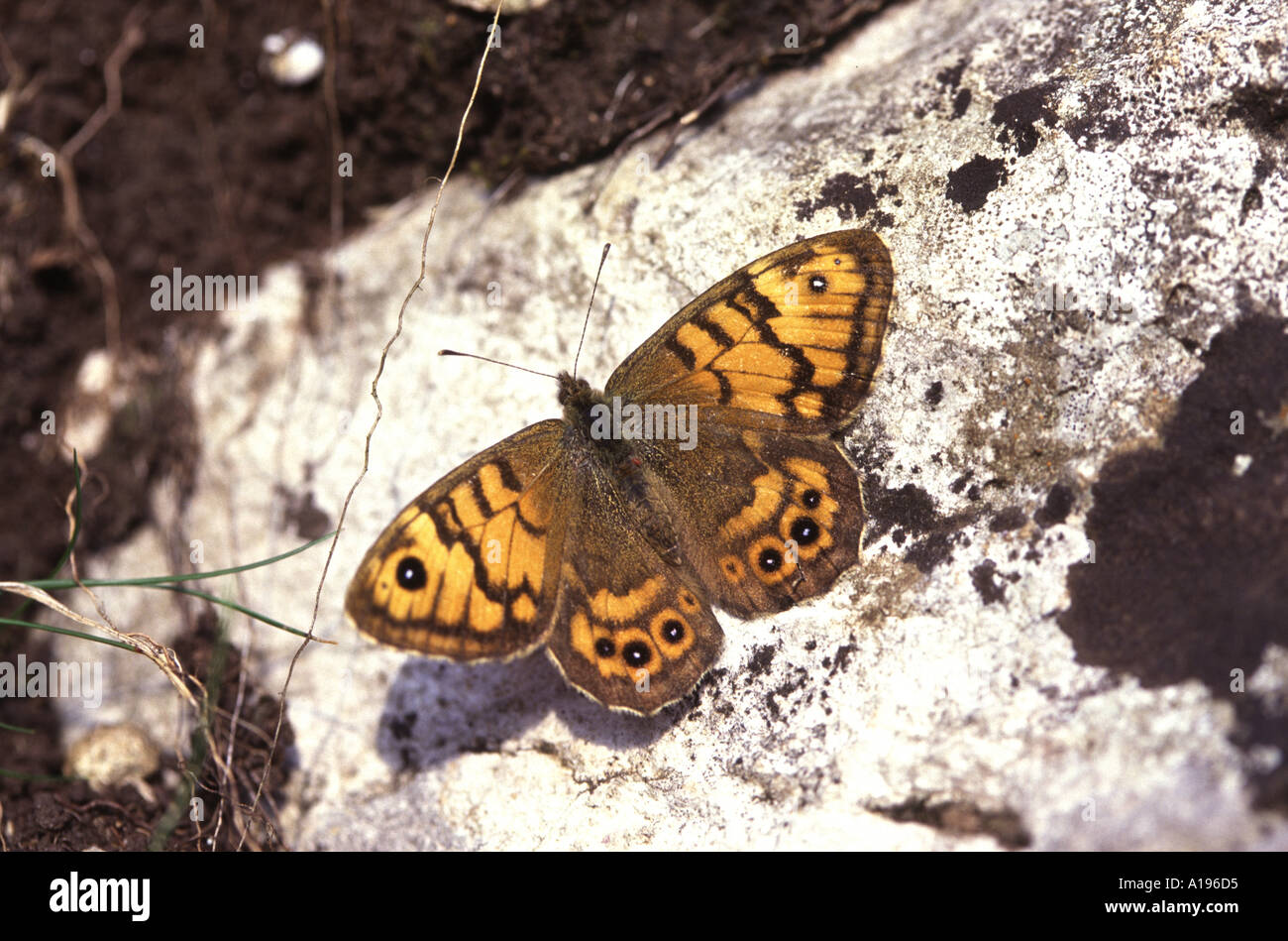 Wall brown - Lasiommata megera Stock Photo