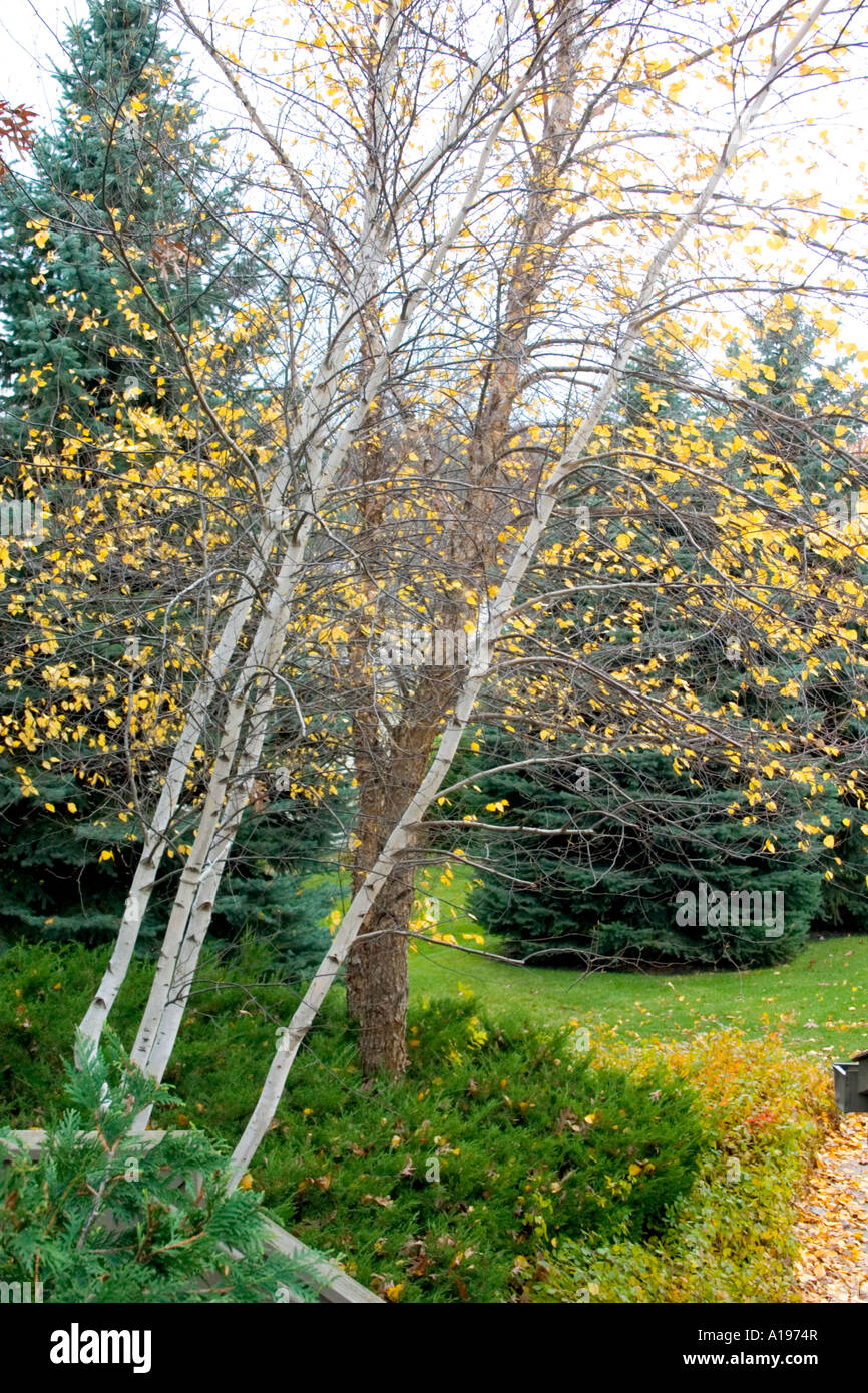 Autumn suburban landscape. New Brighton Minnesota MN USA Stock Photo