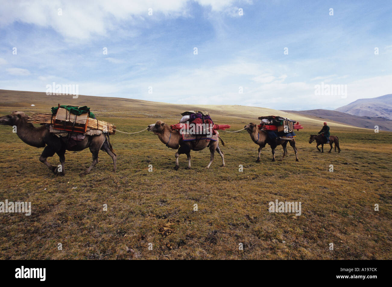 Camel Train Mongolia Stock Photo - Alamy