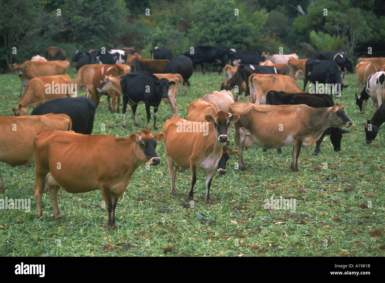 Grazing cattle r hi-res stock photography and images - Alamy