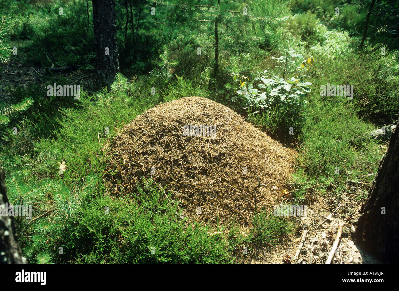 Anthill of carpenter ants / Camponotus Stock Photo Alamy