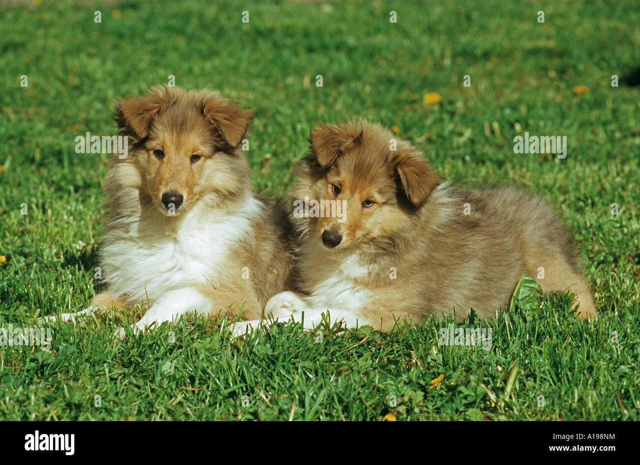 Two collie lassie dogs hi-res stock photography and images - Alamy