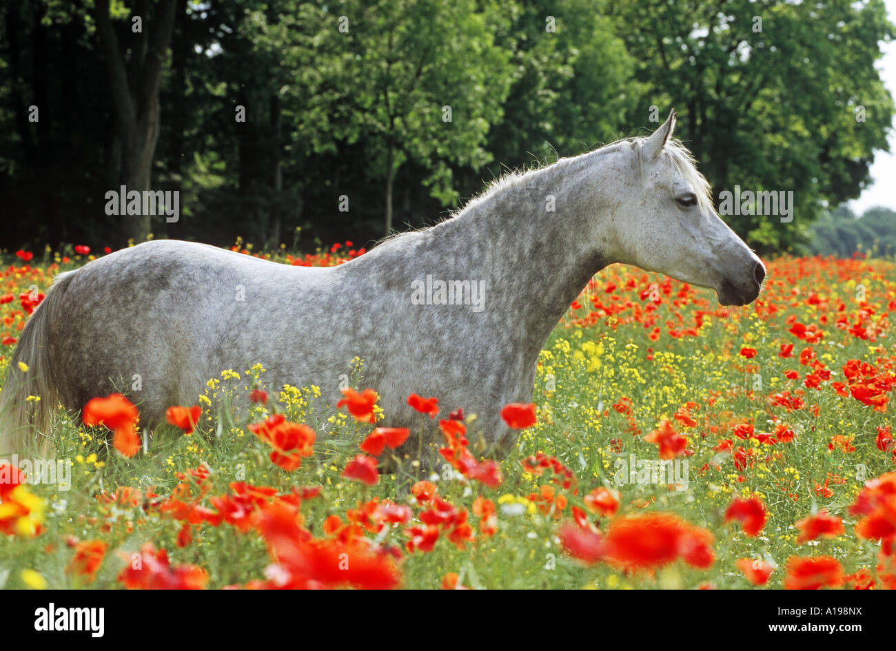 Arabian thoroughbred in poppy field Stock Photo