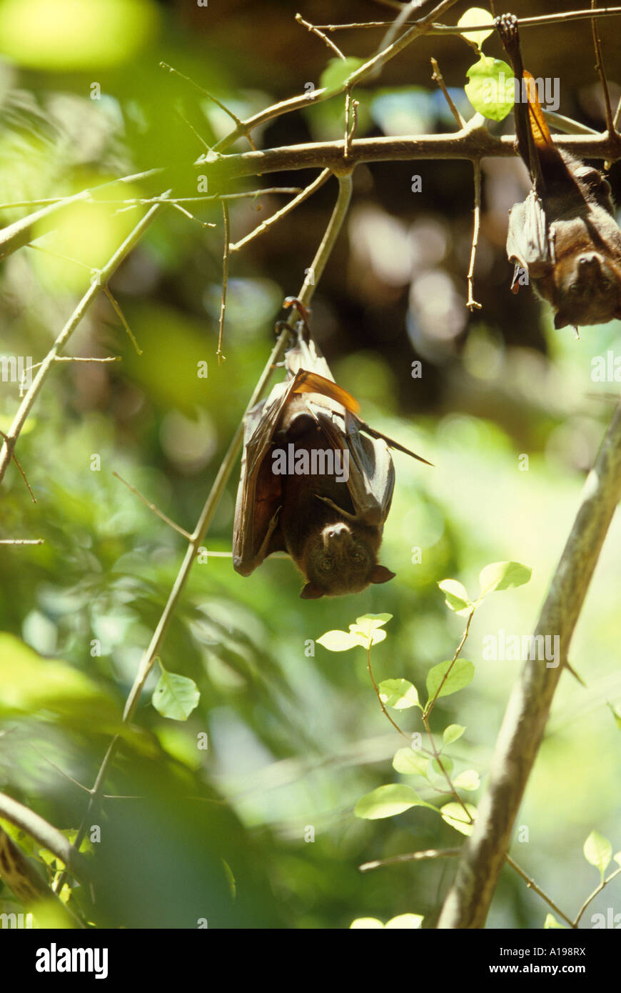 Little red fruit bat hi-res stock photography and images - Alamy