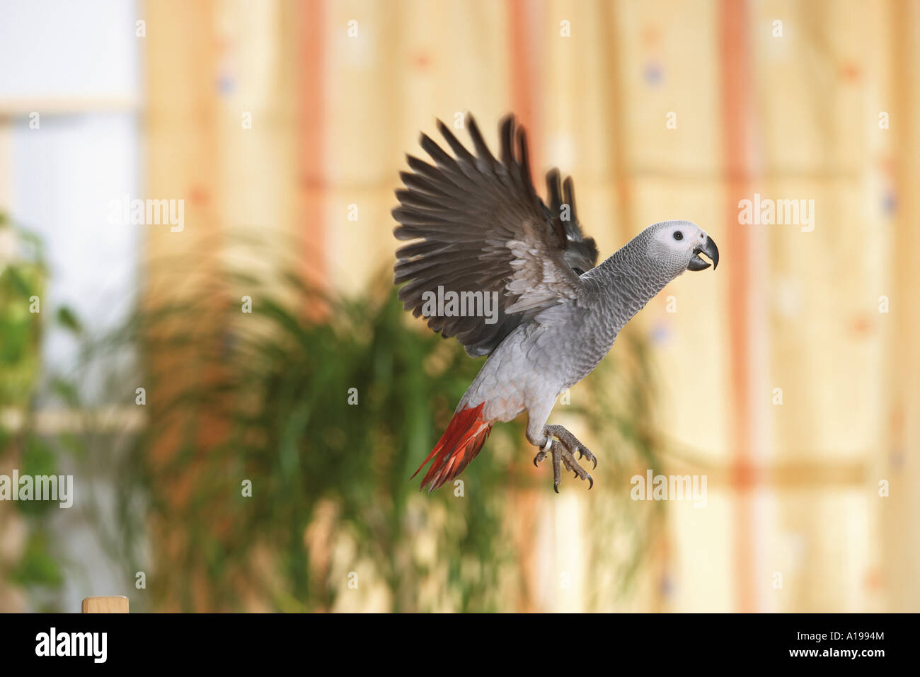 African Grey Parrot Inside High Resolution Stock Photography and Images -  Alamy