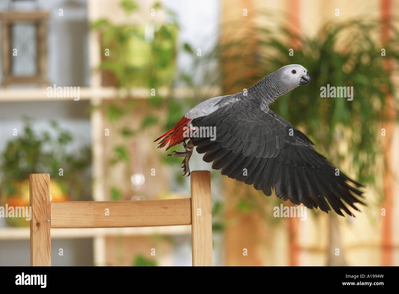 African Grey Parrot Flying High Resolution Stock and Images
