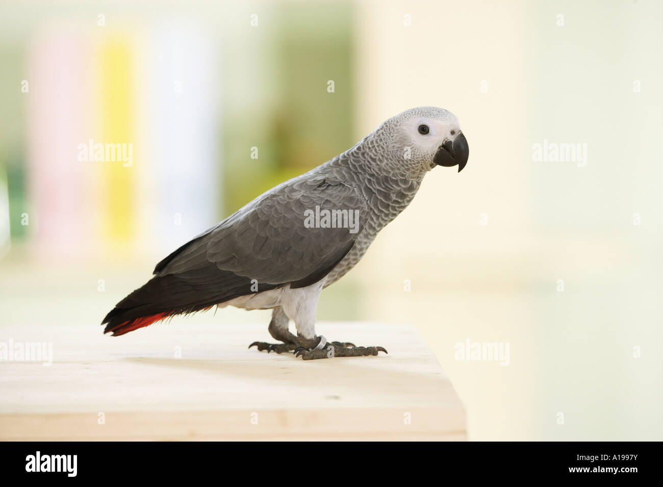 Congo African Grey parrot standing / Psittacus erithacus Stock Photo