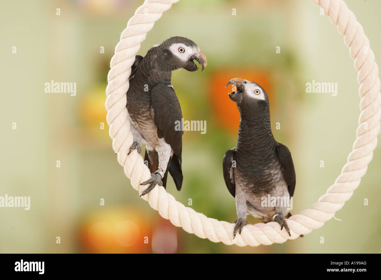 Timneh African Grey parrots on rope / Psittacus erithacus timneh Stock ...