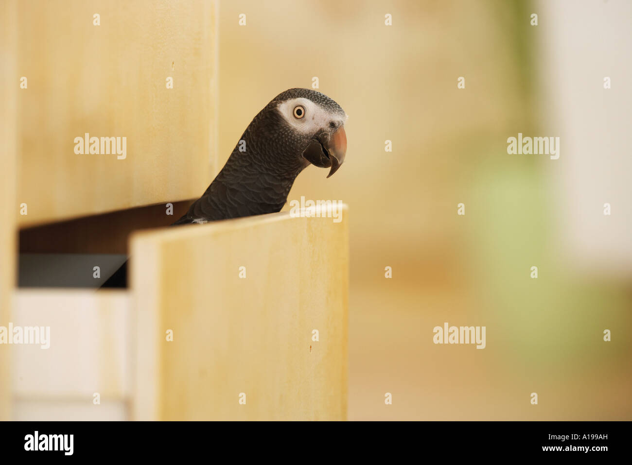 Timneh African Grey parrot in drawer / Psittachus erithacus timneh ...