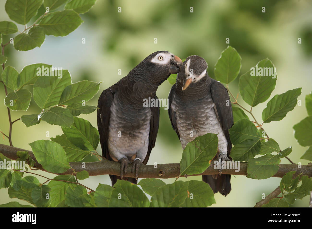 Timneh Parrot (Psittacus timneh). Two adult birds billing on a branch ...