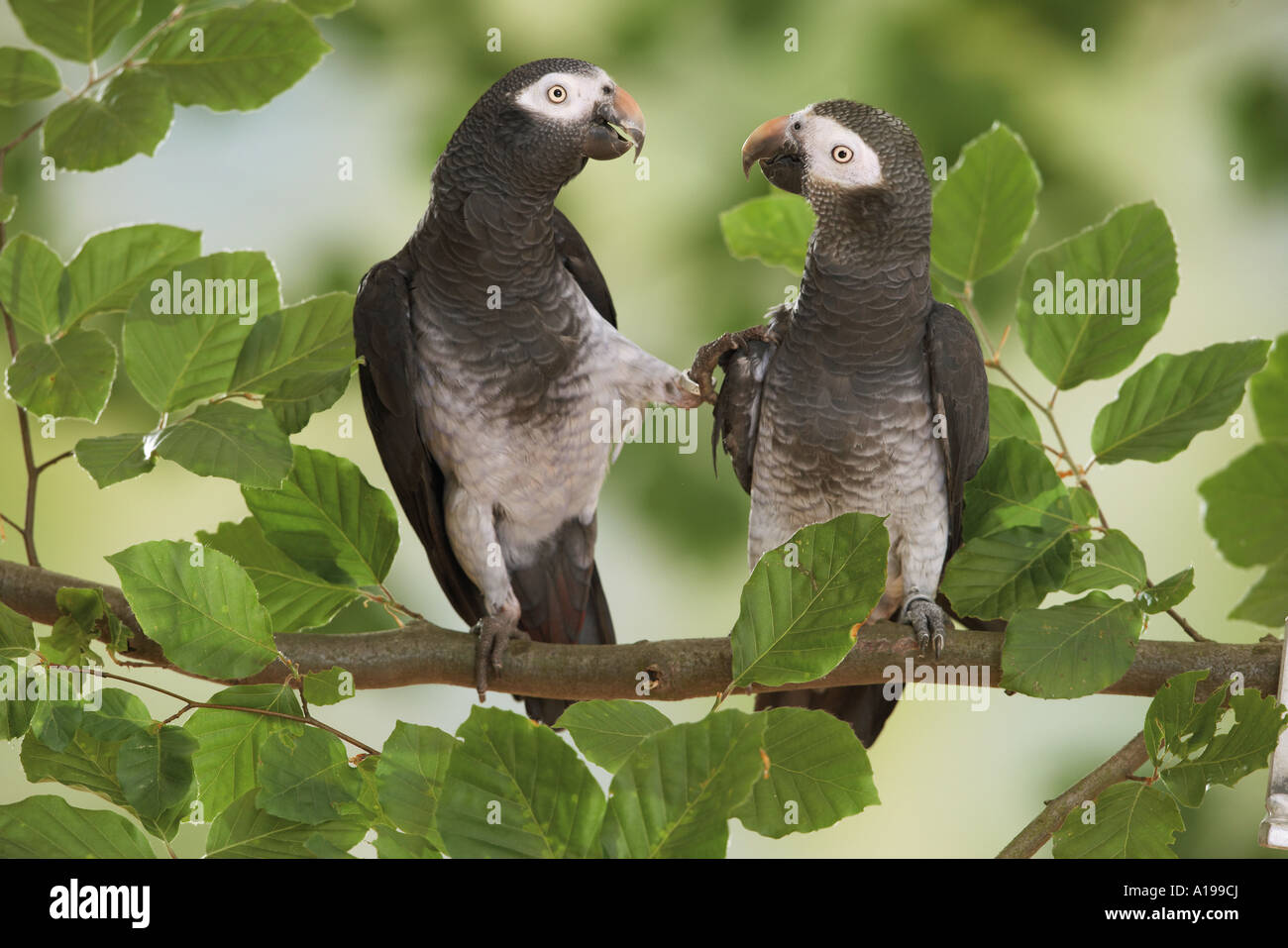Timneh parrot deals