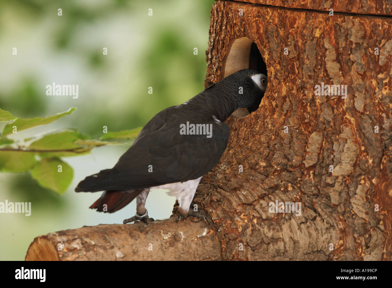 Timneh African Grey parrot looking in hole / Psittacus erithacus timneh ...