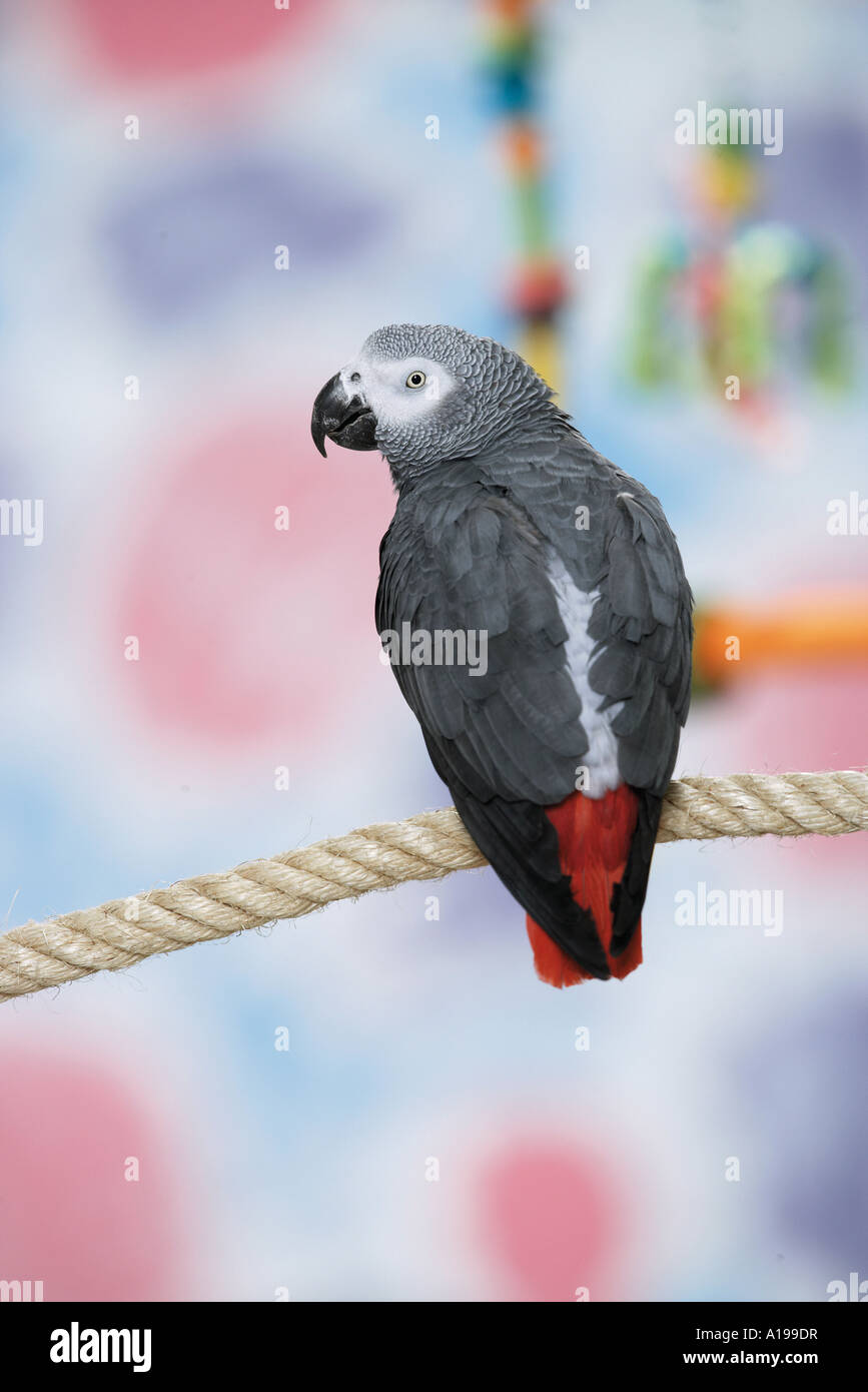 African grey parrot toy hi-res stock photography and images - Alamy