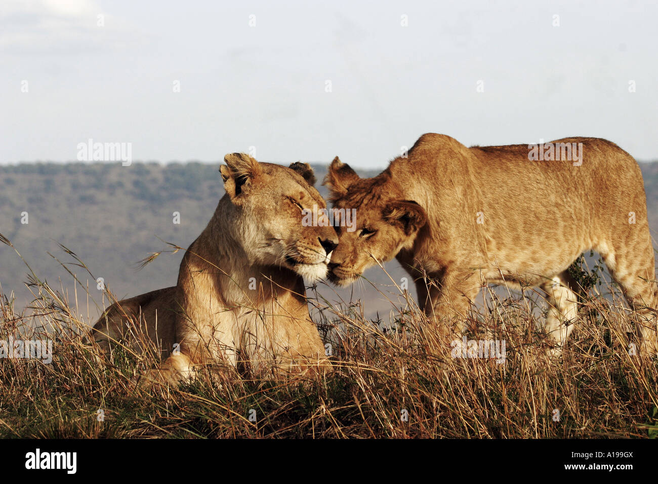 lioness with cub / Panthera leo Stock Photo - Alamy