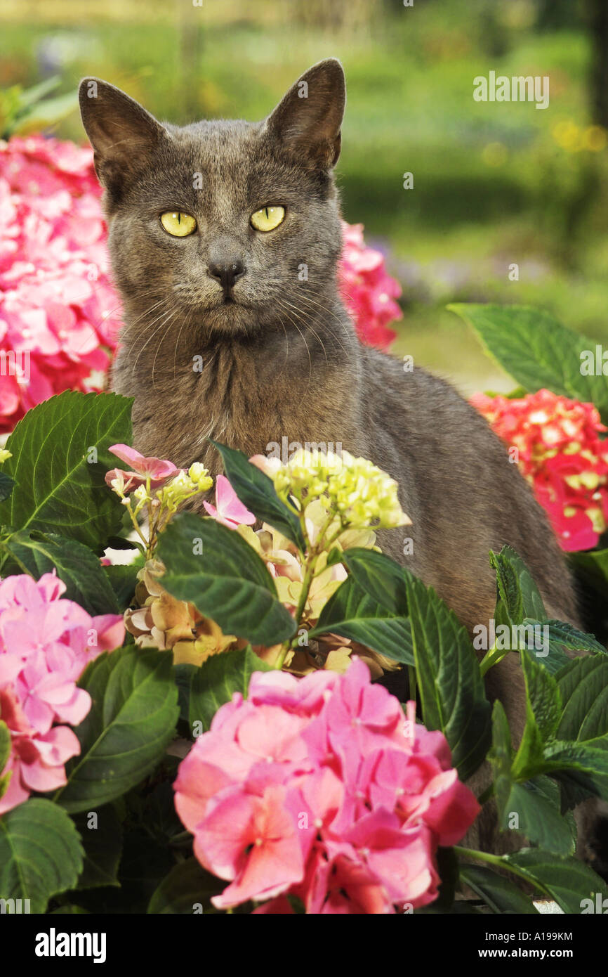 Big leaf hydrangeas hires stock photography and images Alamy