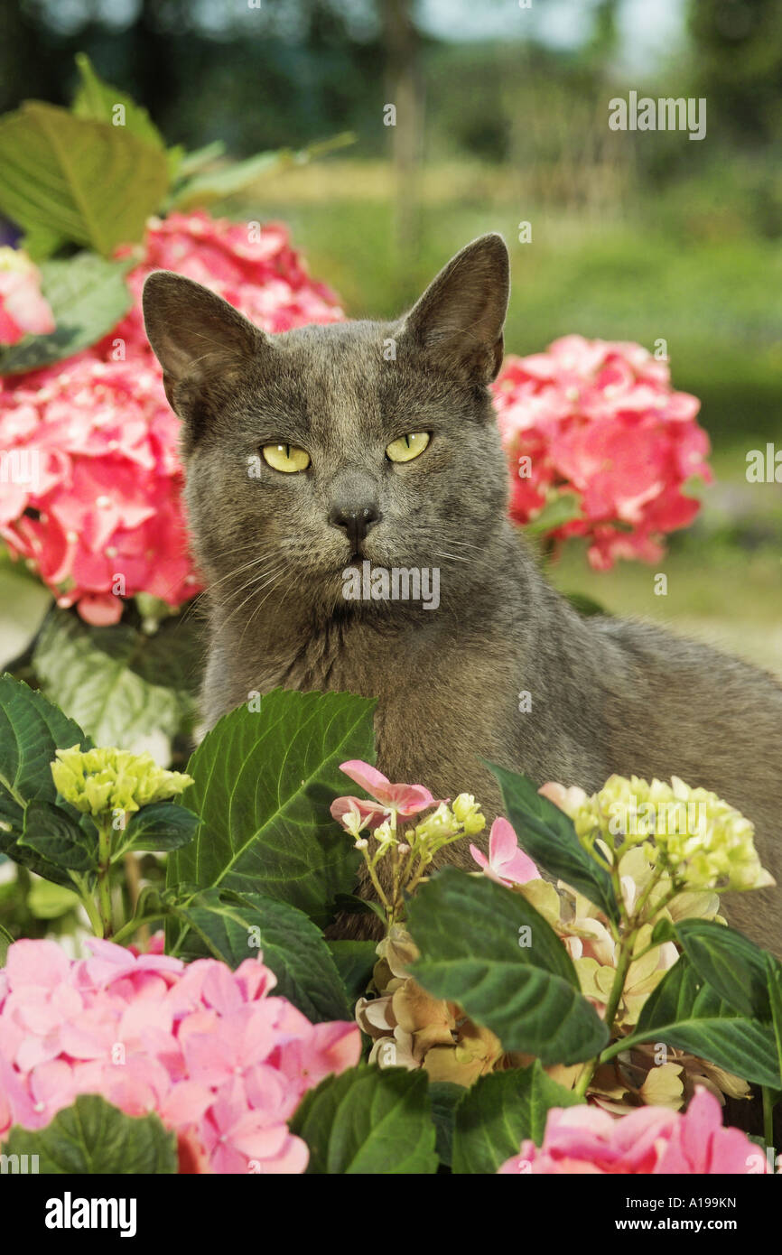 cat between Hydrangeas Stock Photo Alamy