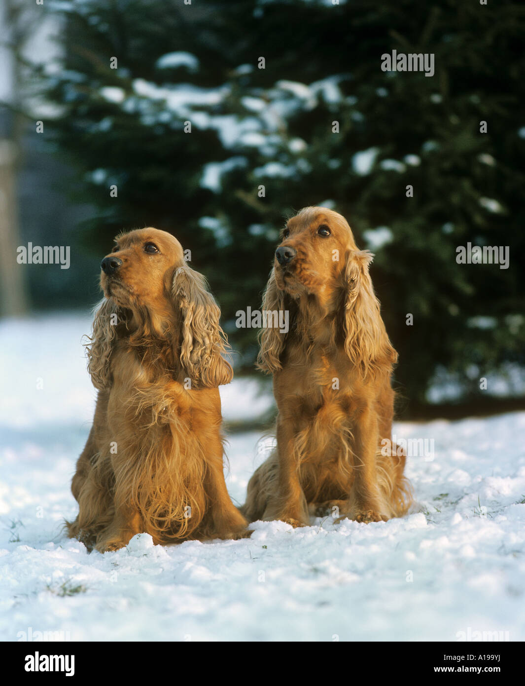 2 Cocker Spaniel sitting in snow Stock Photo