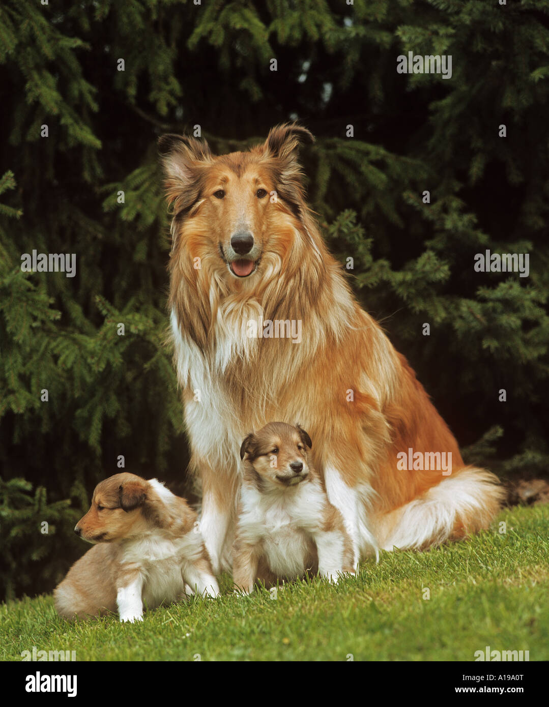 Lassie dog sitting stock image. Image of female, dogs - 70737099