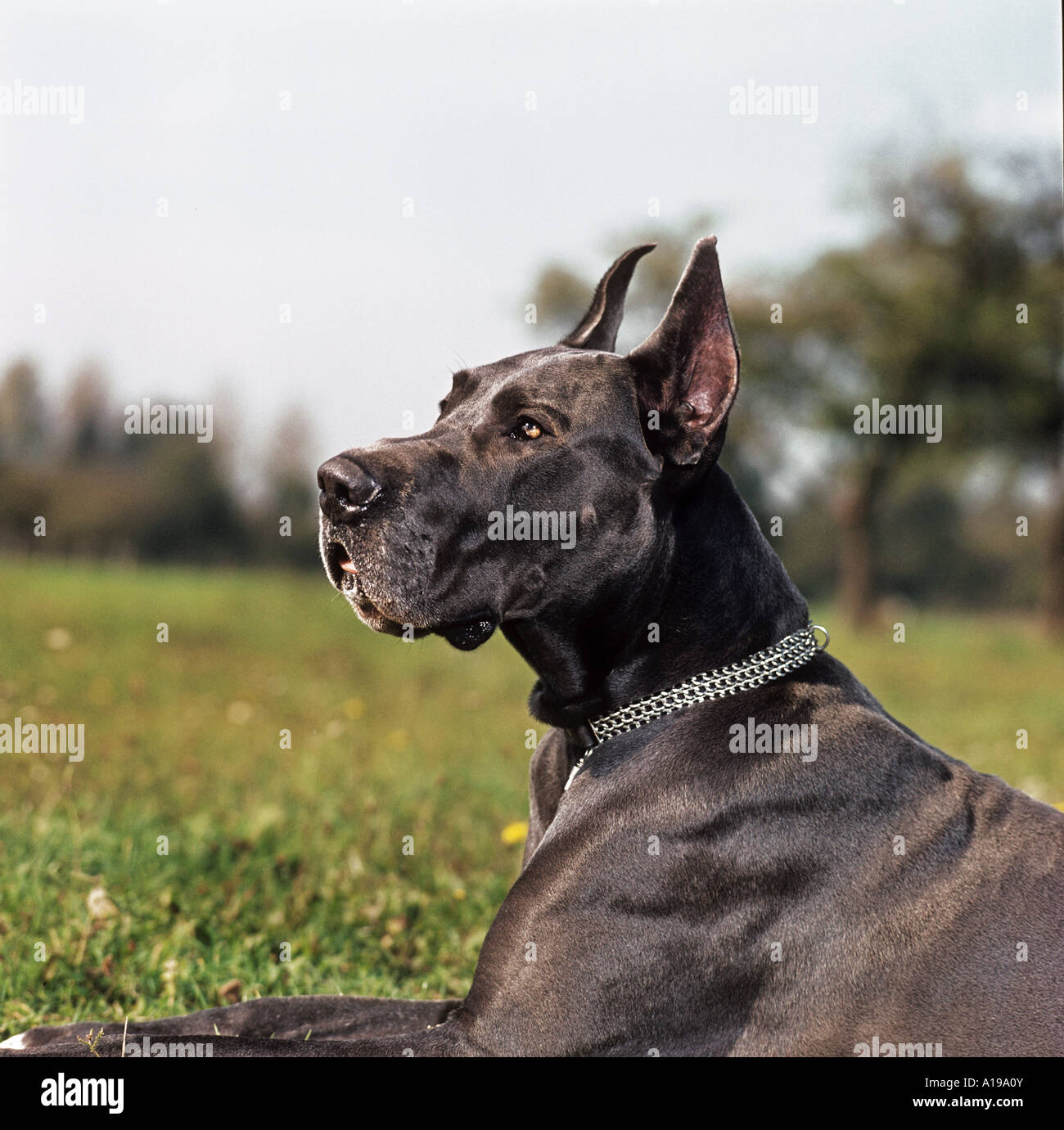Dog ear docked hires stock photography and images Alamy