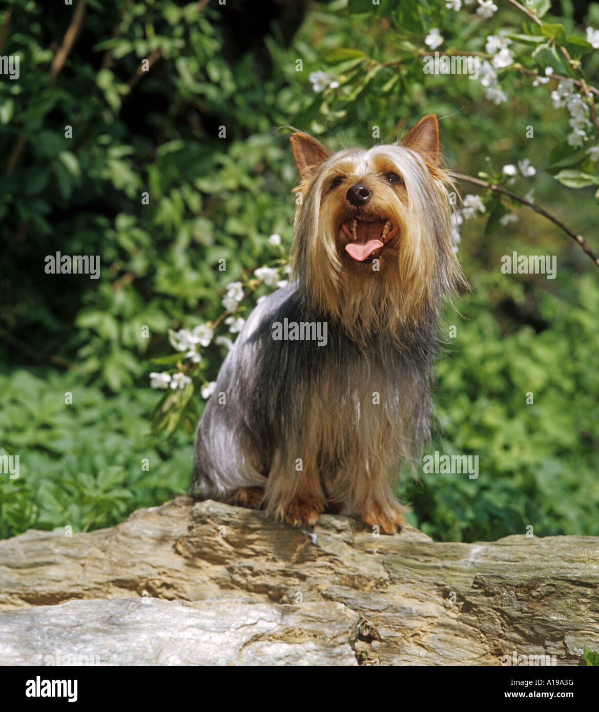 Australian Silky Terrier - sitting Stock Photo