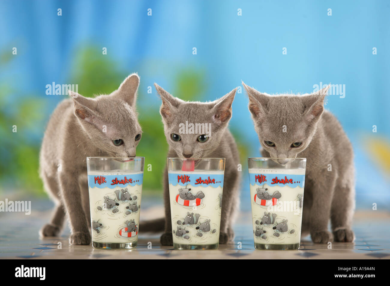 https://c8.alamy.com/comp/A19A4N/three-oriental-shorthair-kittens-drinking-A19A4N.jpg