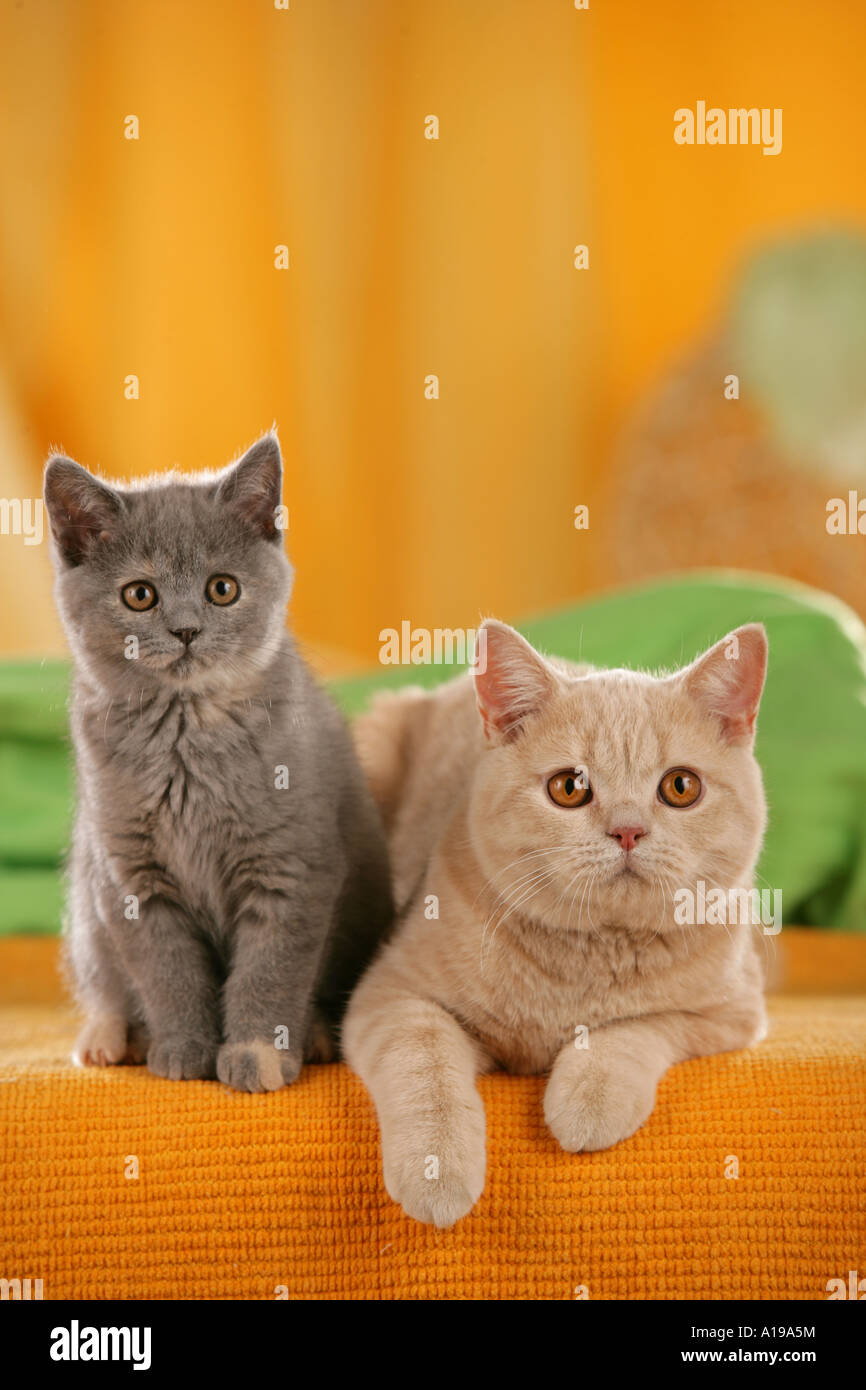 British Shorthair cat with kitten Stock Photo Alamy