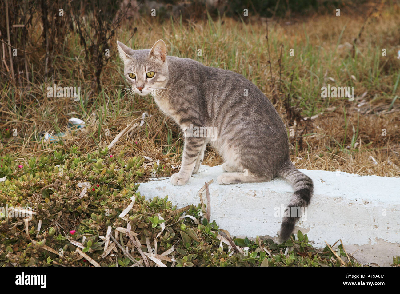 cat sitting on stone Stock Photo - Alamy