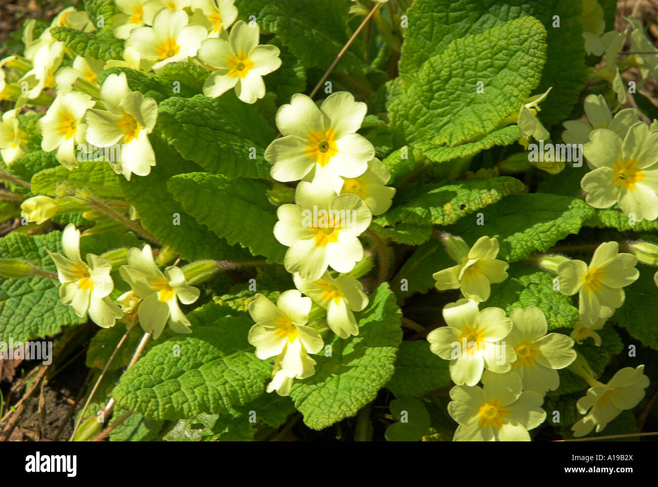 Primroses at Paxton Scottish Borders Stock Photo