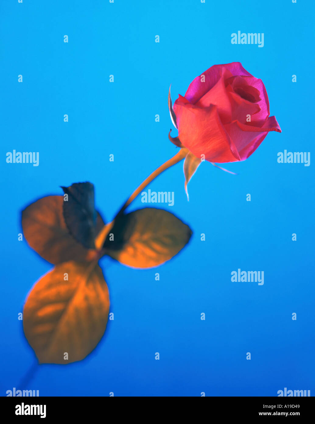 Rose on blue hi-res stock photography and images - Alamy