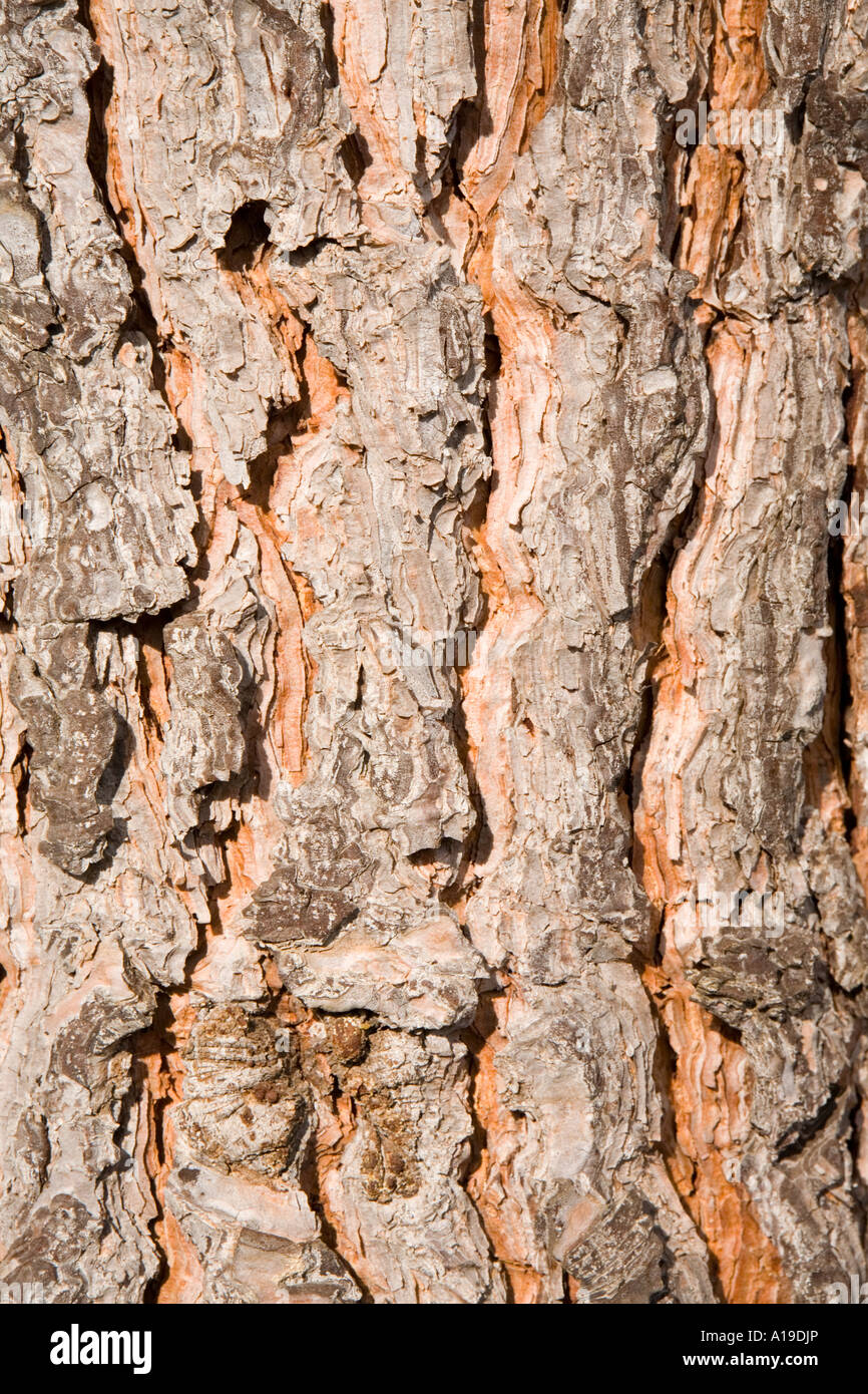 Wood texture background, tree bark Stock Photo