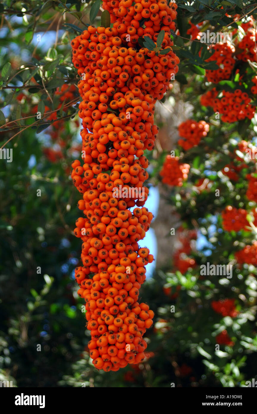 fall winter fruit Stock Photo - Alamy