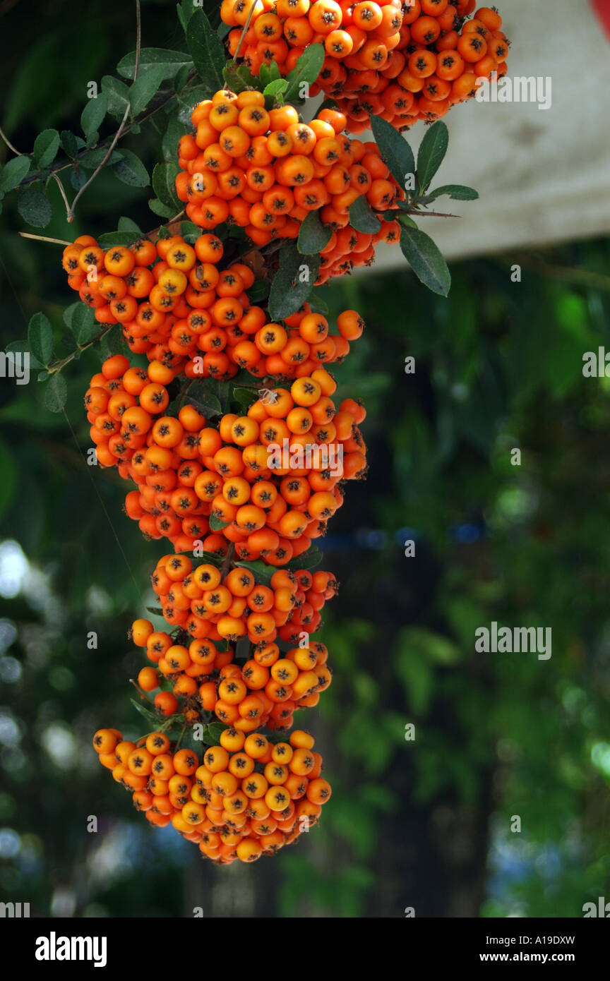 fall winter fruit Stock Photo - Alamy