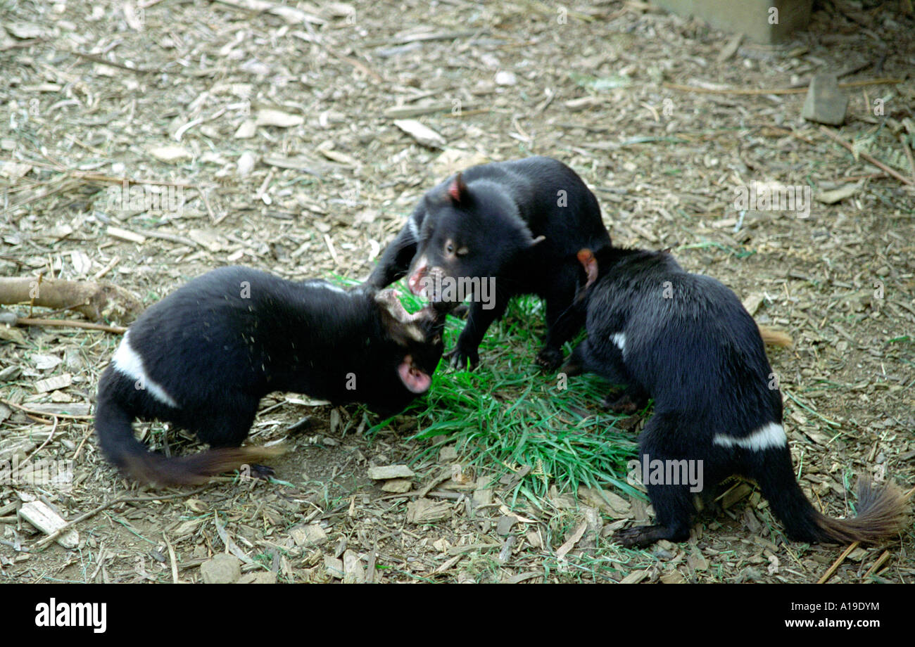 Tasmanian Devils at Devil Park, Port Douglas, Tasmania Australia Stock