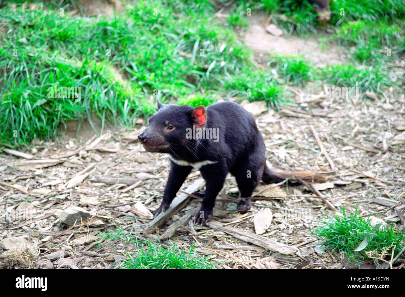 Tasmanian Devil at Devil Park, Port Douglas, Tasmania Australia Stock