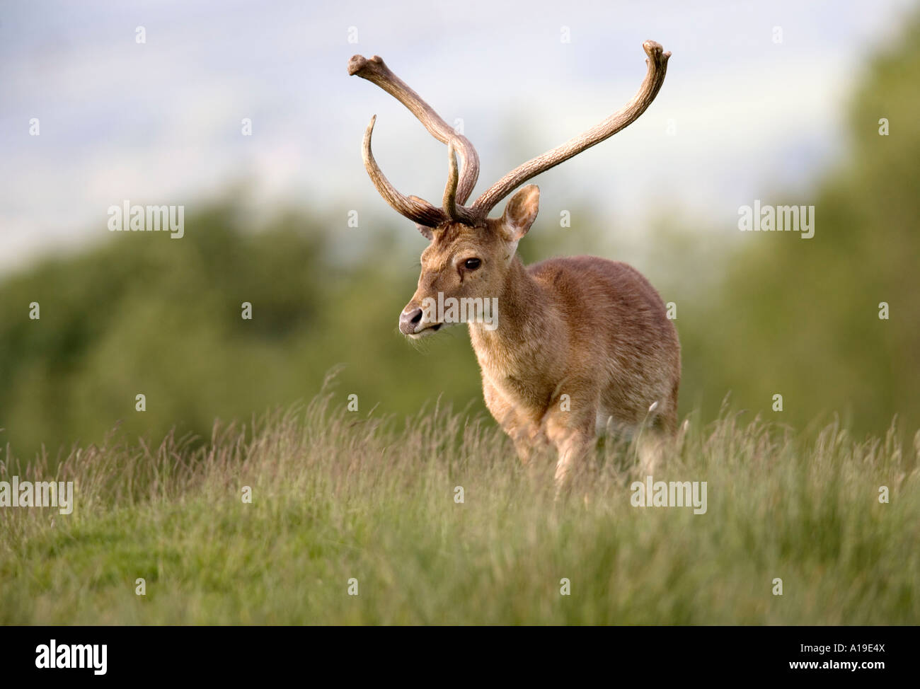 Brow-antlered or Eld's Deer Cervus eldi thamin Stock Photo