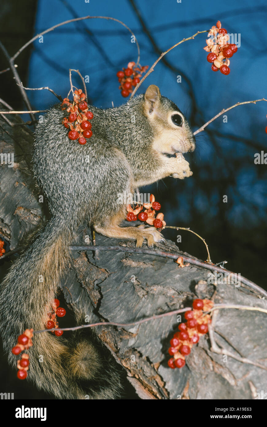 Eastern Fox squirrel, Sciurus niger, sits in tree eating an acorn surrounded with orange bittersweet vine and berries , Missouri USA Stock Photo