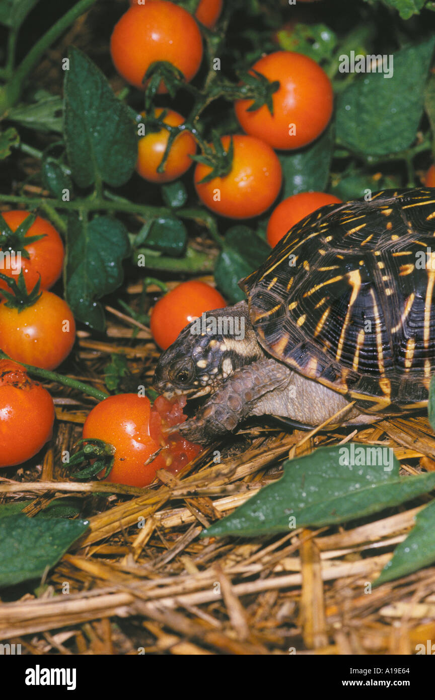 The pest: An Ornate box turtle, terrapene ornata, is eating sungold cherry tomatoes in a home vegetable garden Midwest USA Stock Photo