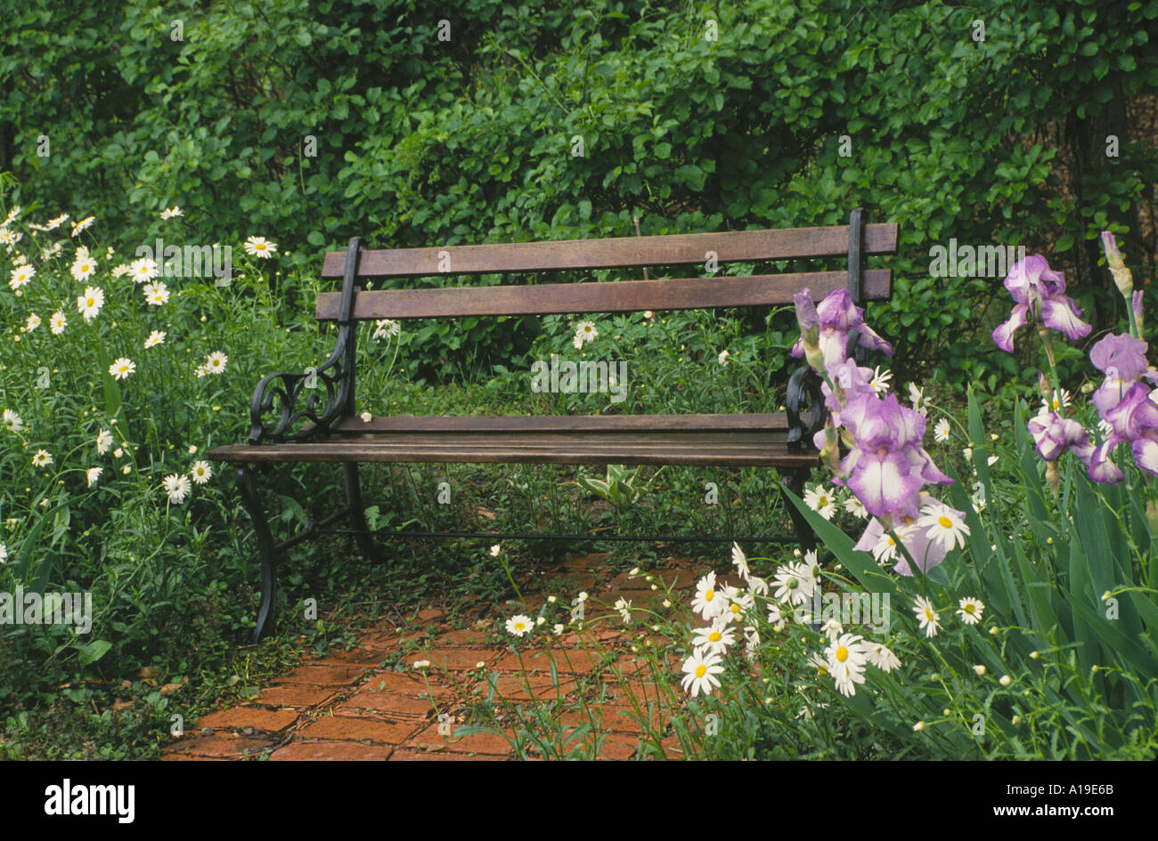 Wooden And Iron Garden Bench Sits In Secluded Corner Of Blooming