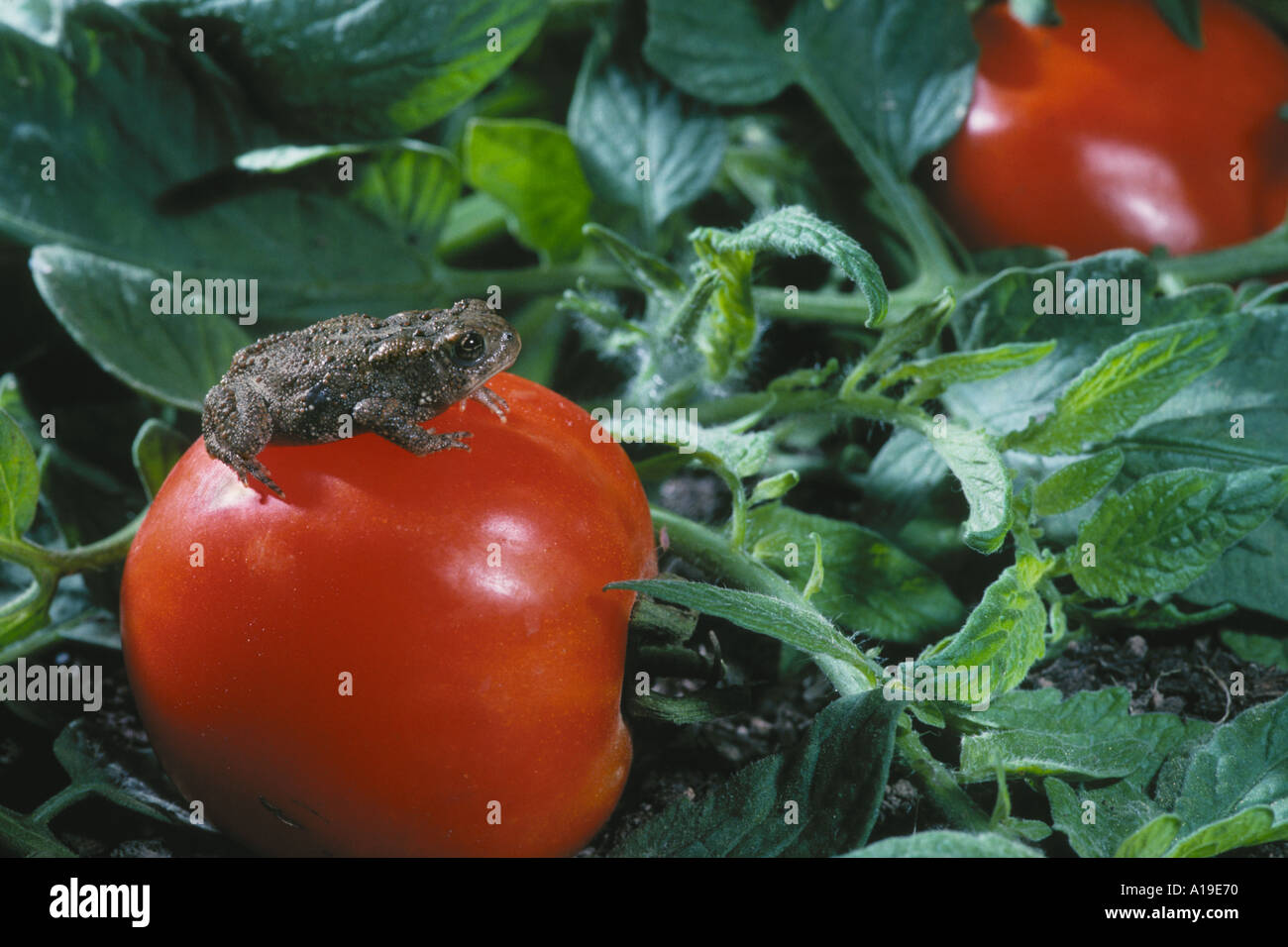 American toad, Bufo americanus, sitting atop a large red Chieftain slicing tomato in a vegetable garden, Missouri USA Stock Photo