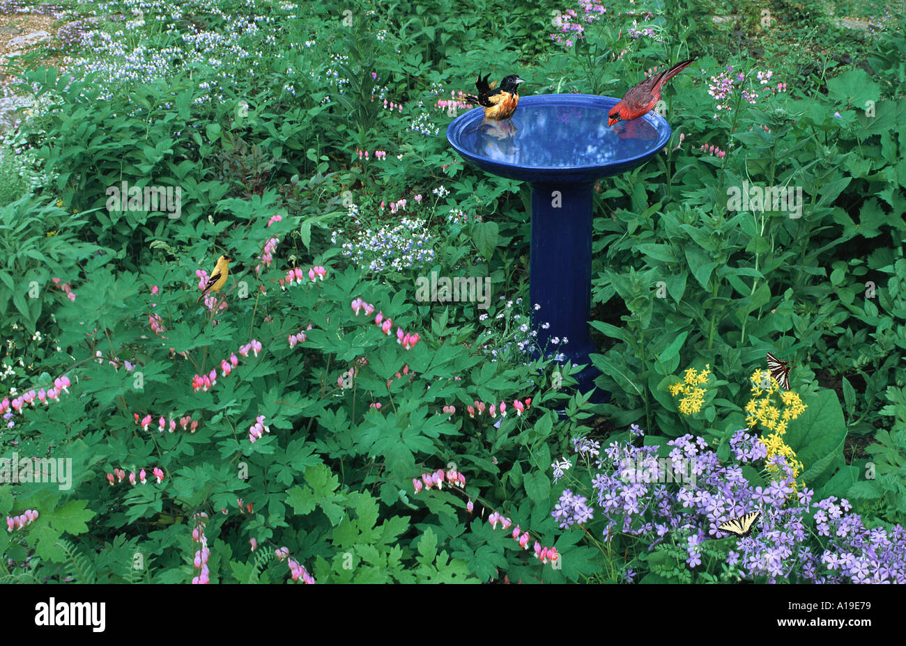 Blue ceramic birdbath with two colorful birds, Baltimore Oriole and Cardinal, bathing in spring shade garden with swallowtail butterfly, Missouri USA Stock Photo